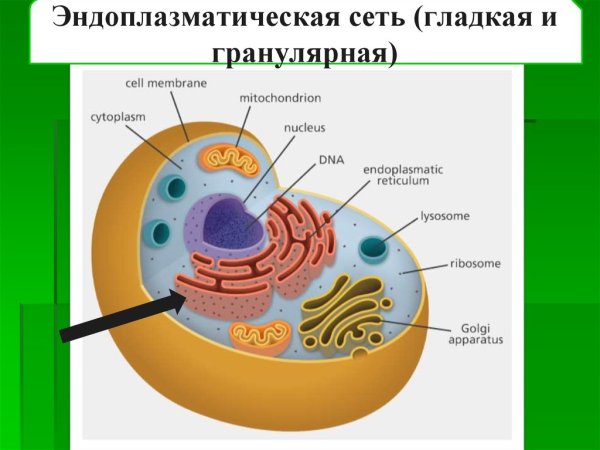 Строение эндоплазматический ретикулум клетки