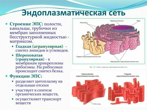 Эндоплазматическая сеть рибосомы комплекс Гольджи лизосомы таблица