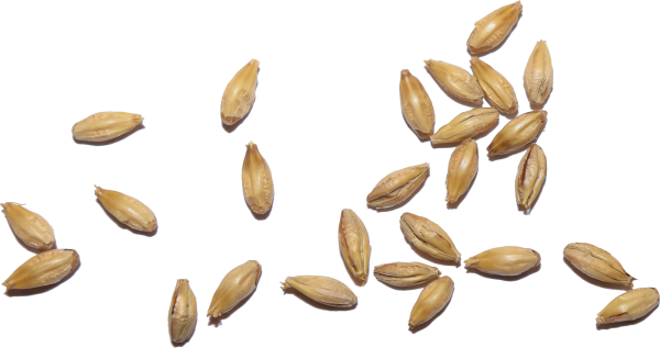 Семена озимой пшеницы