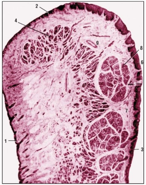 Губа человека гистология препарат