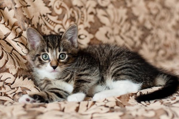 Полосатый котенок