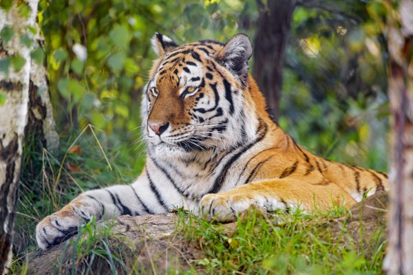 Тигр сидит картинки (44 фото)