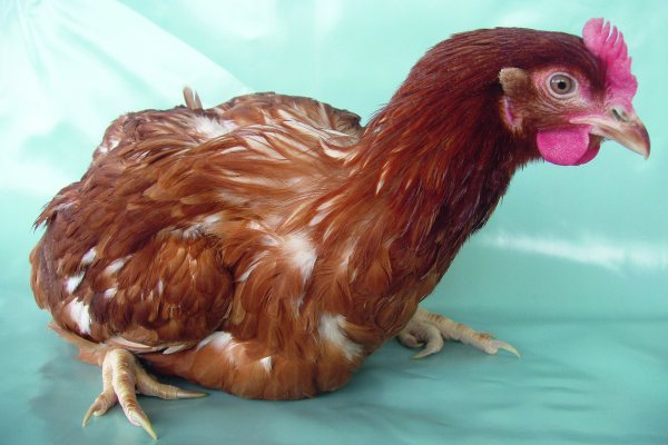 Облезлый петух