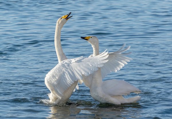 Миграция лебедя кликуна