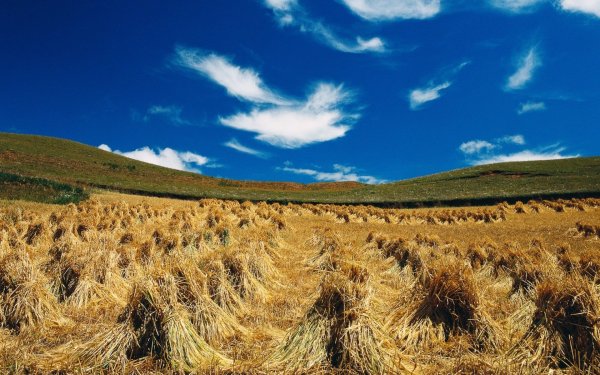 Сельскохозяйственный пейзаж