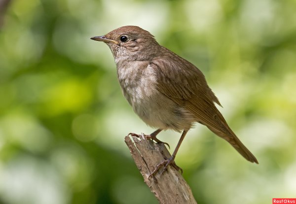 Luscinia Luscinia