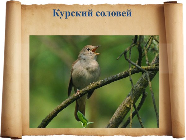 Курский Соловей символ Курска