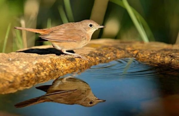 Курский Соловей птица