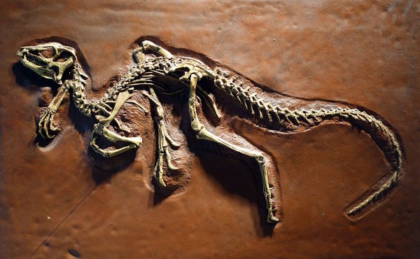 Heterodontosaurus Tucki