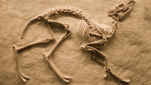Fossil окаменелости