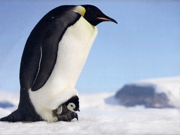 Императорский пингвин картинки (48 фото)