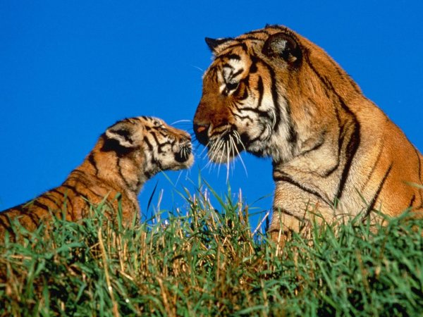 Семья тигров картинки (50 фото)