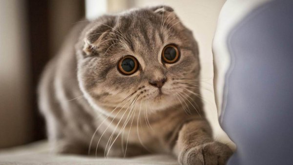 Скоттиш-фолд Шотландская