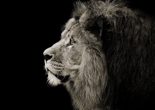 Профиль льва картинки (48 фото)