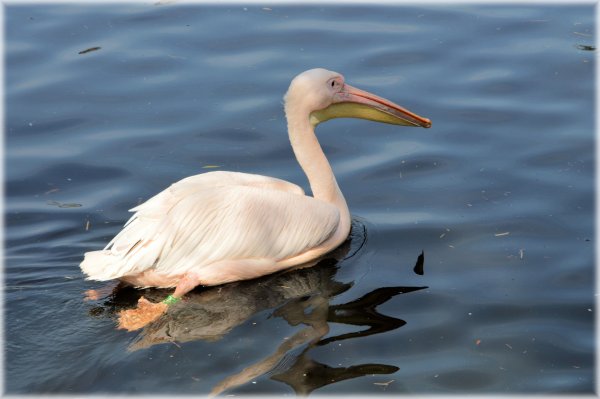 Розовый Пеликан Алтайский край