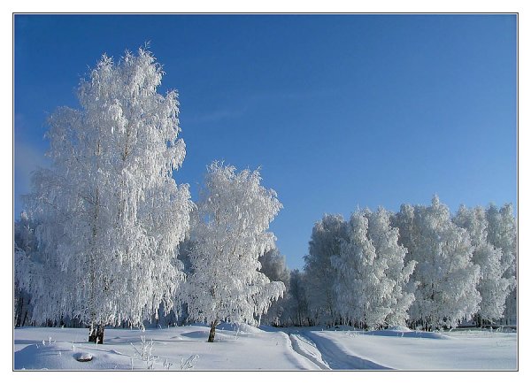 Снежная пороша