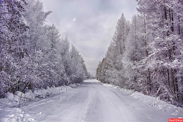 Снег лес пороша