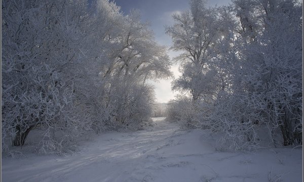 Снежная пороша