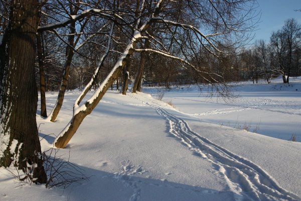 Зимняя пороша