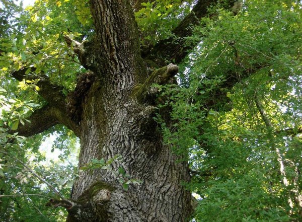 Вешенский дуб великан