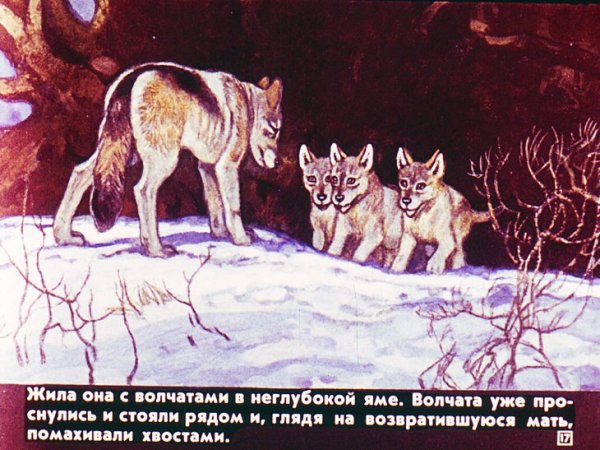 Иллюстрация белолобый Чехова