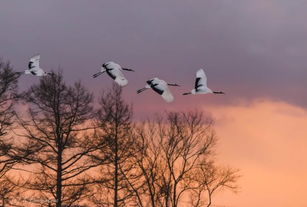 Стая Клин журавлей
