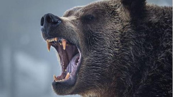 Рычащий медведь картинки (49 фото)