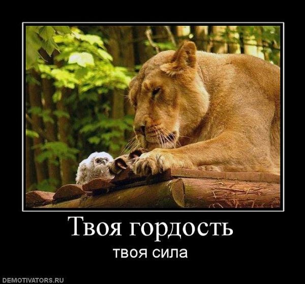 Гордость картинки приколы