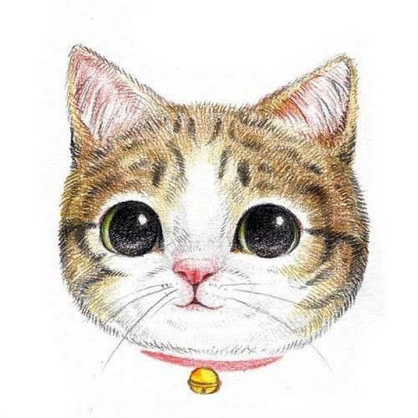 Мордочка кошечки