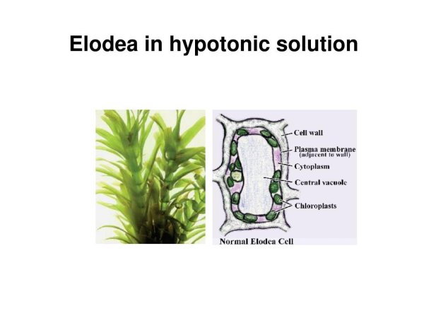 Строение листа элодеи канадской