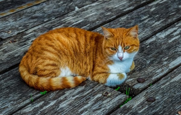 Рыжий полосатый кот