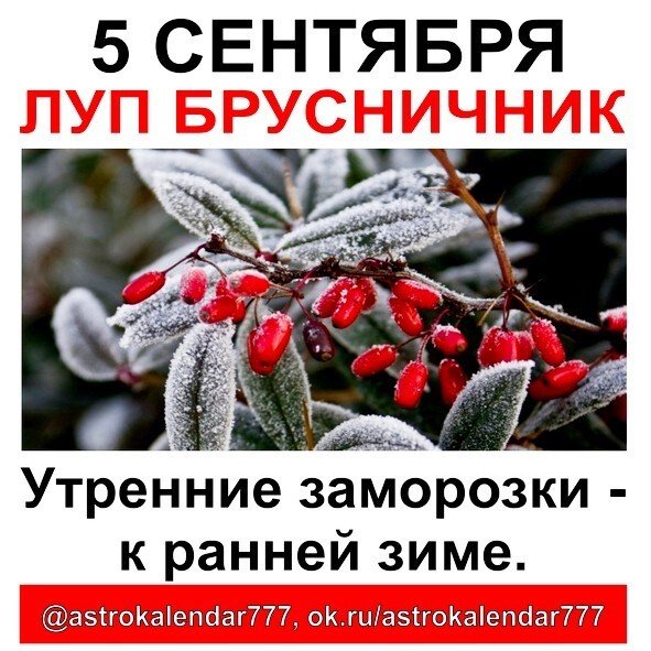 Луп брусничник