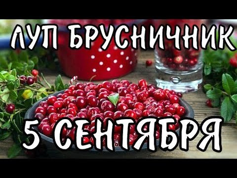 Луп брусничник 5 сентября