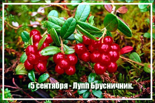 Луп брусничник народный праздник