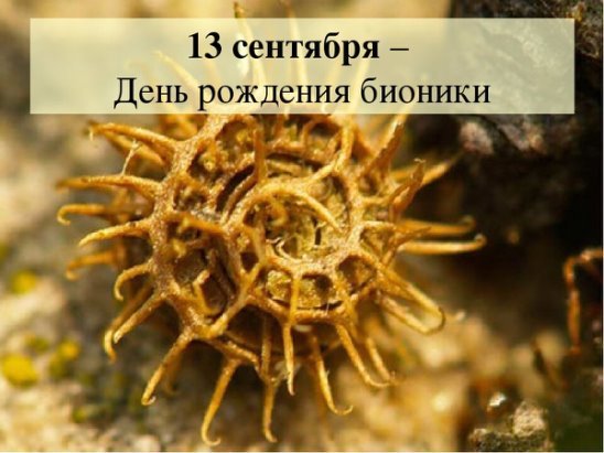 13 Сентября день рождения бионики