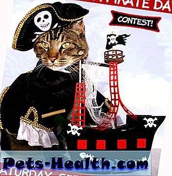 Мяу как пират