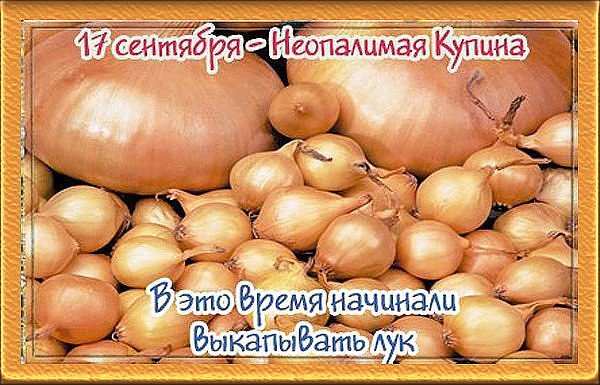 17 Сентября – Неопалимая Купина, луков день, Вавила