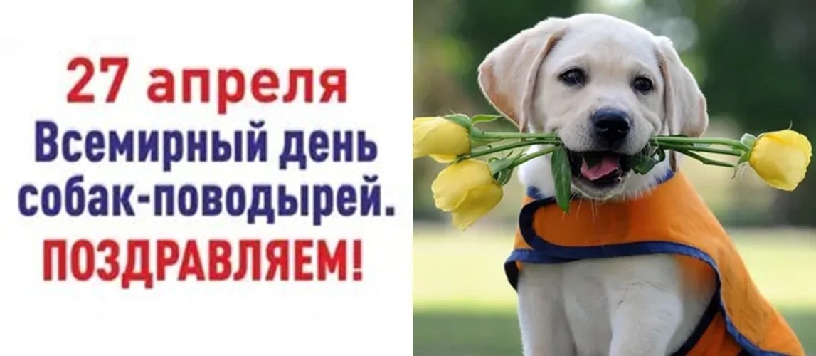Международный день собак поводырей. Международный день собак. День собак поводырей. Международный день собак поводырей 27 апреля.