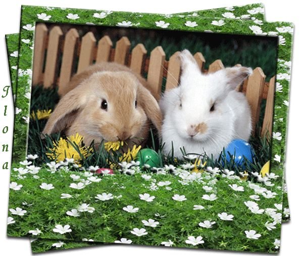Картинки на Международный день кролика (54 фото)