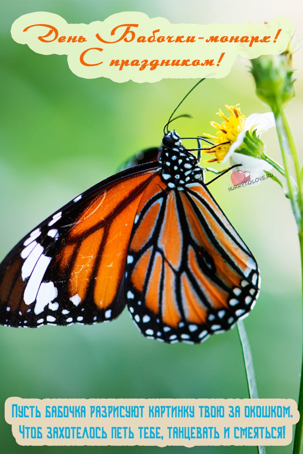 Картинка день бабочек. День бабочки Монарх 5. День бабочки Монарх 5 февраля. День бабочек. Открытка бабочка.