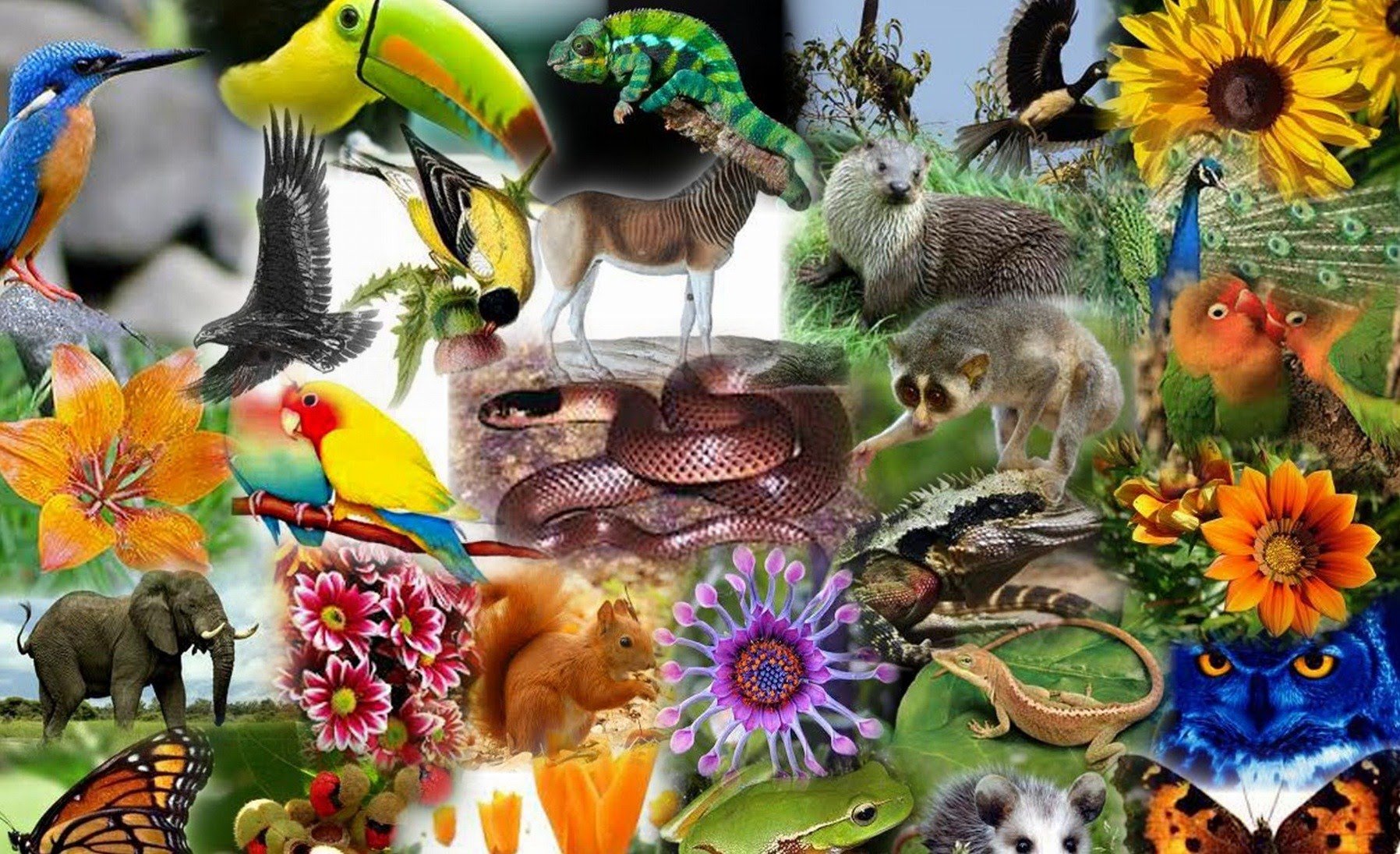 Многообразие биологических видов. Разнообразие животных. Биологическое разнообразие. Разнообразие Флоры и фауны. Биологическое разнообразие животных.