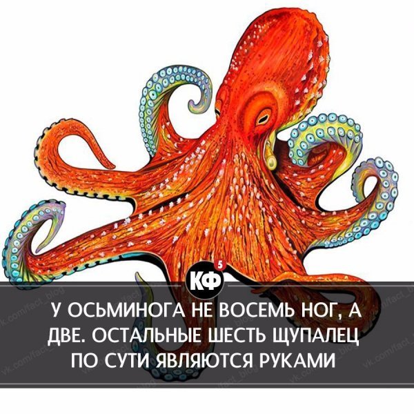 Всемирный день осьминога 8 октября