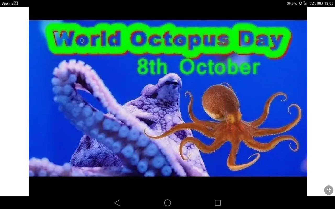 День осьминога 8 октября. Морское дно осьминог. Ворлд Октопус.