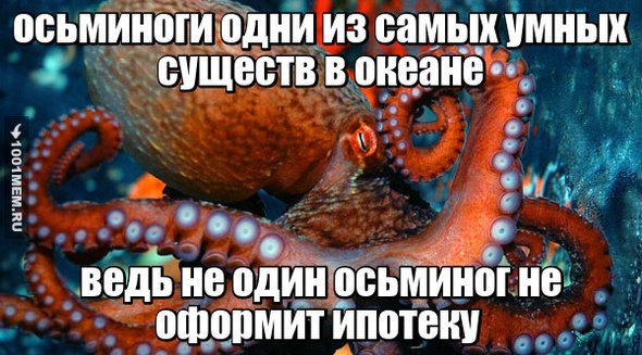 Смешная фраза про осьминога