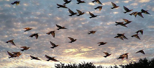 Картинки на Всемирный день мигрирующих птиц (47 фото)