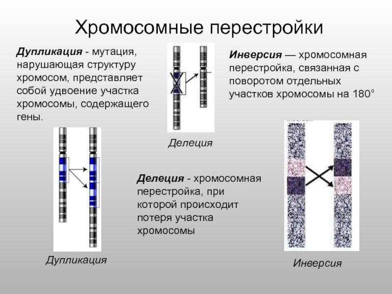 Установите последовательность изменений происходящих с хромосомами. Удвоение участка хромосомы Тип мутации генная. Дупликация участка хромосомы. Транслокация хромосом мутация. Делеция транслокация инверсия.