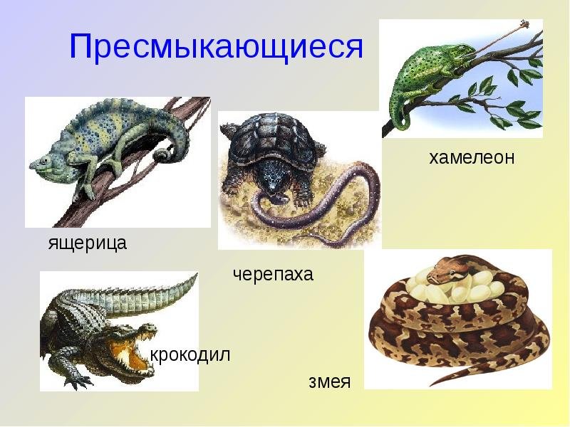 Рептилии 3 класс. Пресмыкающиеся названия. Пресмыкающиеся представители. Название пресмыкающихся животных. Рептилии примеры.
