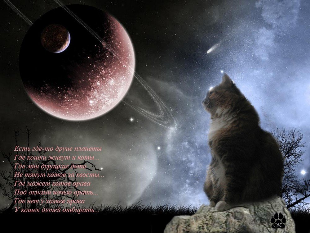 Вою под луной песня. Лунные коты. Кот на Луне. "Лунный кот". Кот воет на луну.