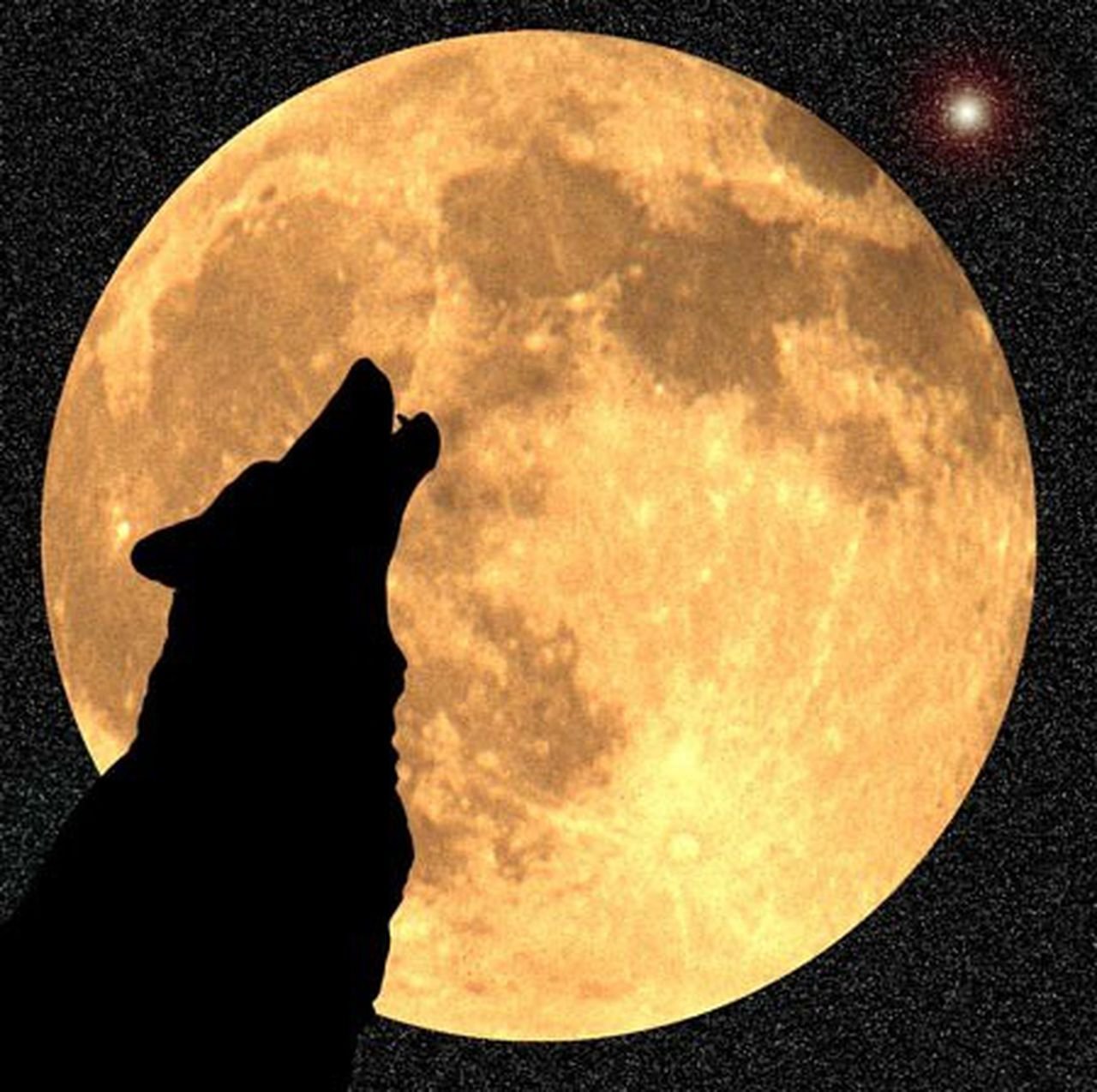 Вой волка на луну песня. Волк воет на луну. Волк и Луна. Воющий волк. Волк на фоне Луны.