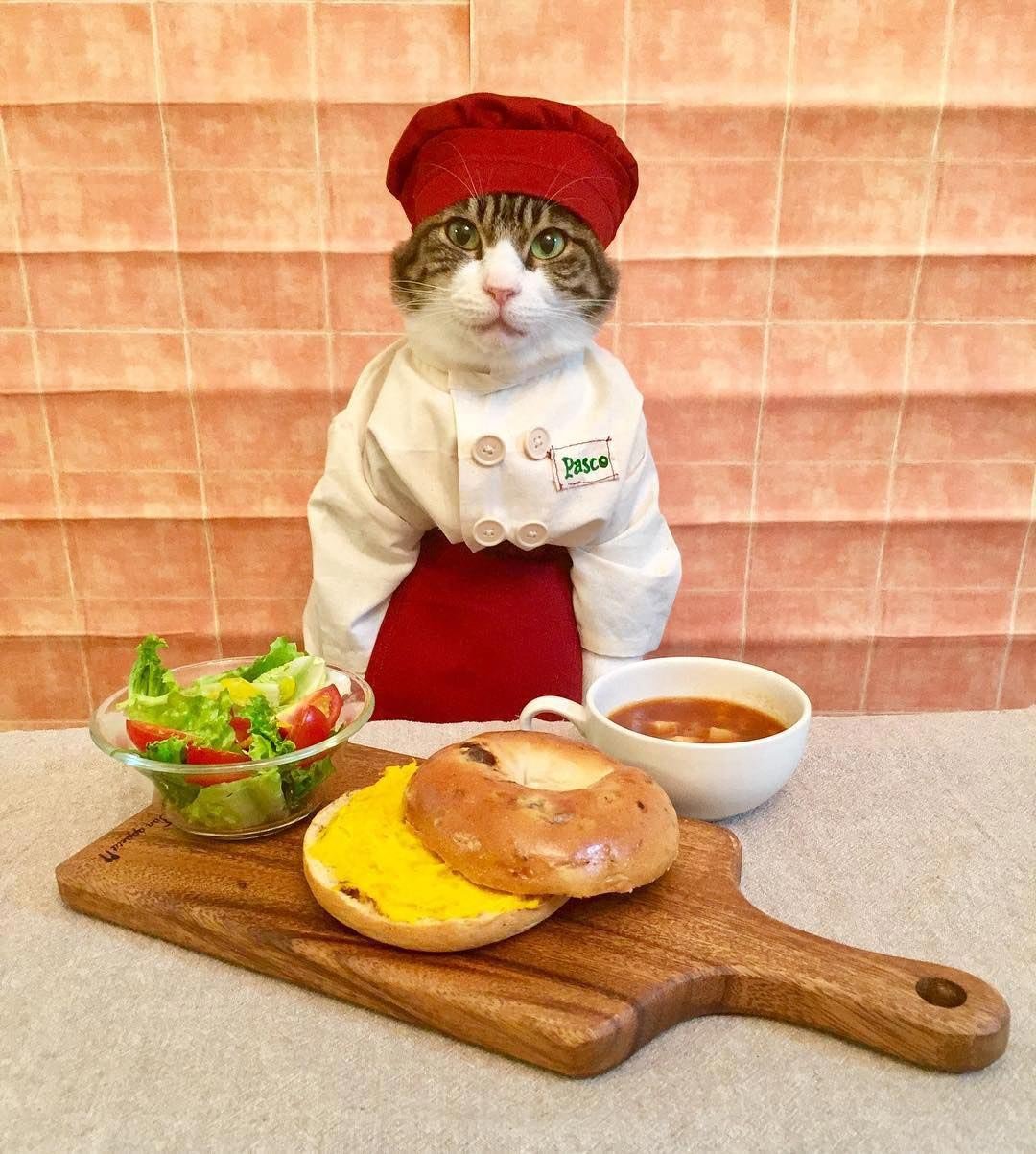 Смешной обед. Кот повар. Кошка на кухне. Котик готовит. Котик с едой.
